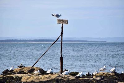 Seagull perching on wooden post by sea against sky