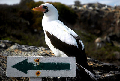 Close-up of bird