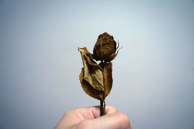 Cropped hand holding wilted rose against white background