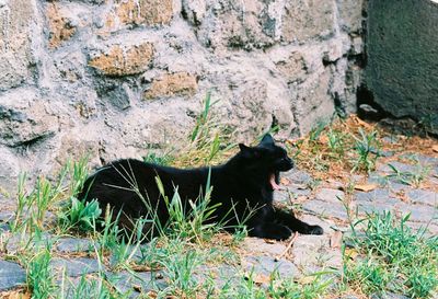 Black cat on stone wall