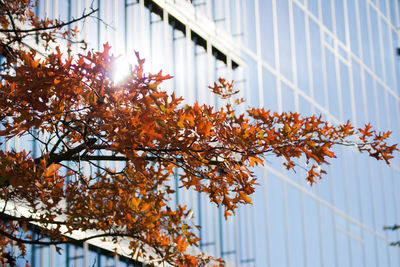 Low angle view of tree by building during autumn