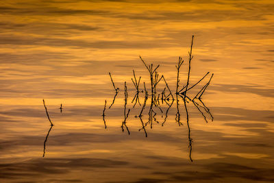 Silhouette plant against lake during sunset