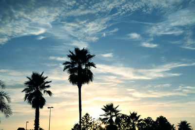 Low angle view of palm trees against sky