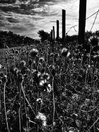 Plants against sky