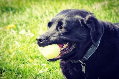 Close-up of black dog on field