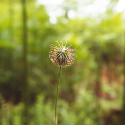 Close-up of wilted plant on field