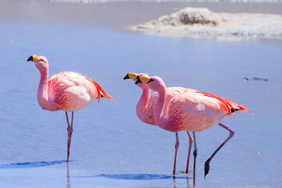 Flamingos in lake