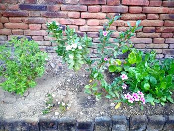 Flowers blooming outdoors