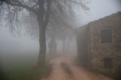 Bare trees in foggy weather