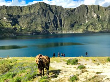 Horse in a lake