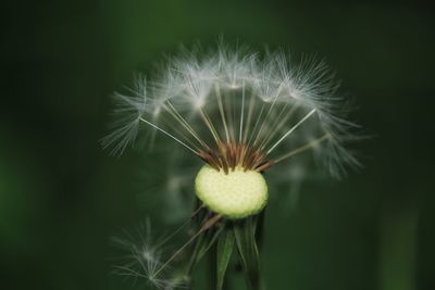 Close-up of dandelion flower