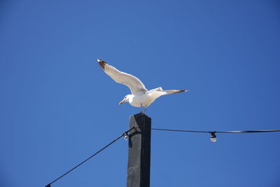 Low angle view of seagull perching on wooden post against clear sky