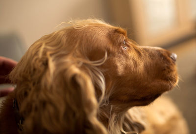 Close-up of dog