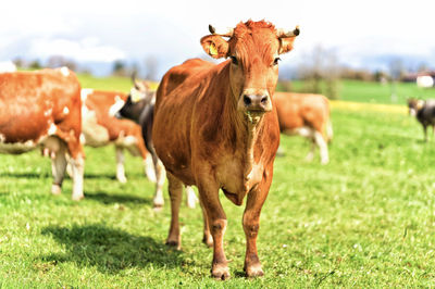 Cows on field