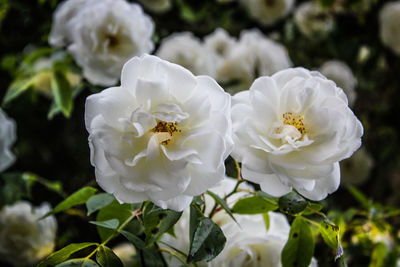 Close-up of white rose