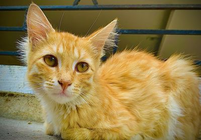 Portrait of ginger cat