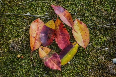 High angle view of maple leaf on grass