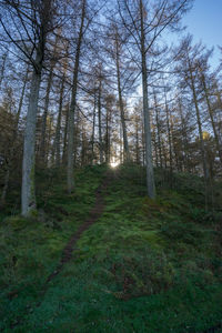 View of trees in forest