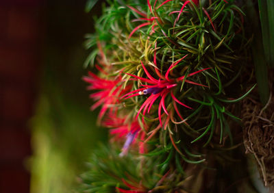 Close-up of red flowering plant