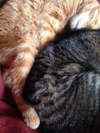 Close-up of a sleeping dog