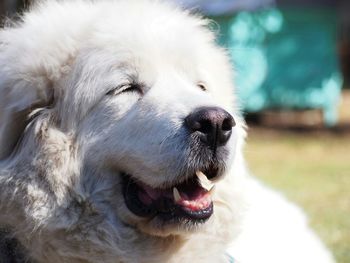 Close-up of great pyrenees looking away on sunny day