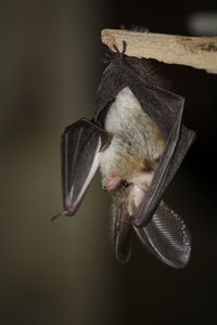 Close-up of bat