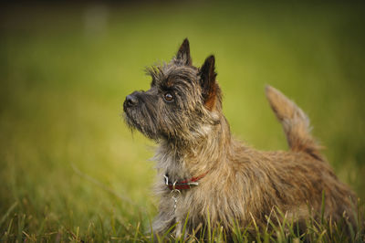 Cairn terrier on field