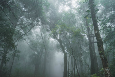 Trees in forest