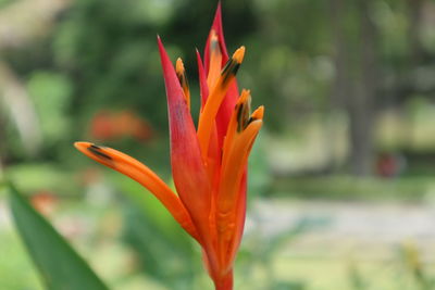 Close-up of orange flower