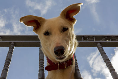 Close-up portrait of a dog