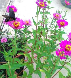 Close-up of multi colored flowers blooming outdoors