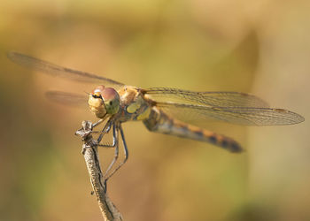 Close-up of dragonfly on twig