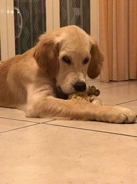 Close-up of dog lying on floor at home