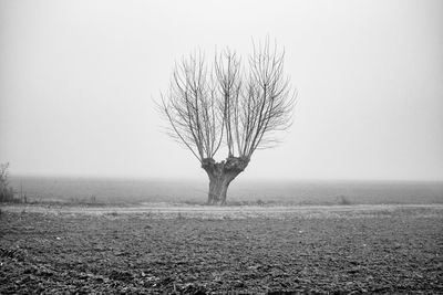 Tree against sky