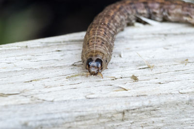 Close-up of caterpillar on wood