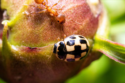 Close-up of insect on leaf