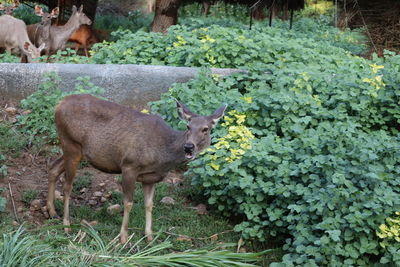 Deer standing on ground