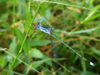 Close-up of insect on grass