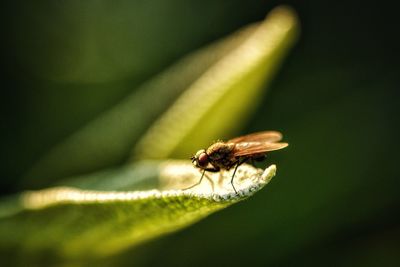 Close-up of housefly on flower