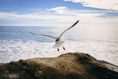 Bird flying over rock by sea against sky