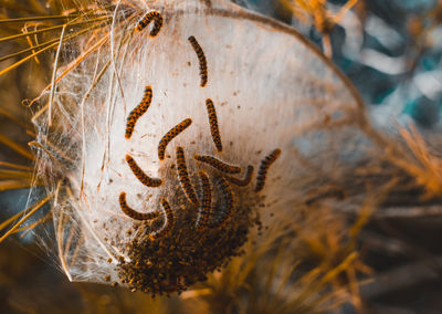 Caterpillars and larvae on the needles of a fir tree