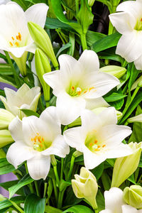 Close-up of white flowers blooming outdoors