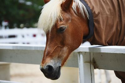 Close-up of a horse