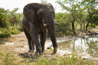 Elephant in a forest