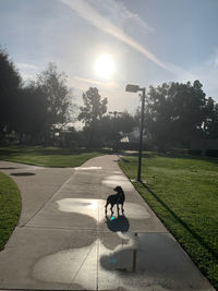 A dog standing in a puddle in a park while the sun rises above