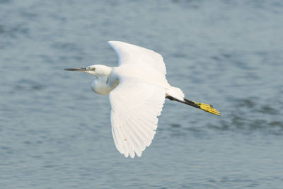 White bird flying over sea