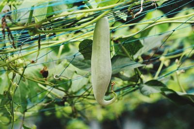 Close-up of lizard on plant