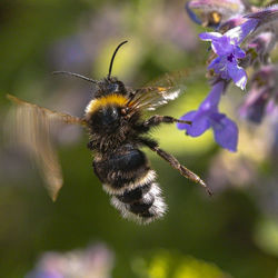 Close-up of bee on flower