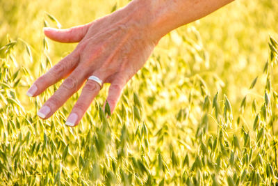 Close-up of hand touching crops