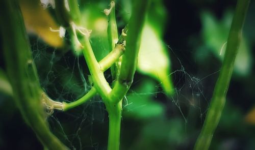 Close-up of fresh green plant